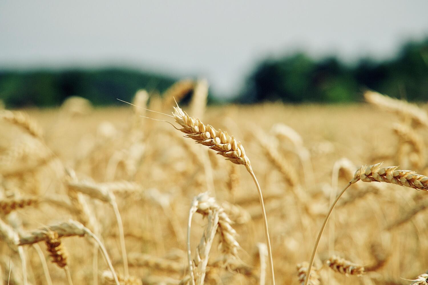 agricultura